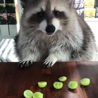 Wasbeertje eet druiven
