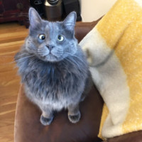 Mijn kat is kapot