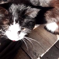 Poes klinkt als oude man