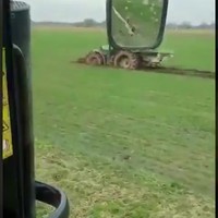 Slachtoffers in het weiland