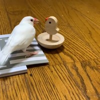 Skatebird met skills