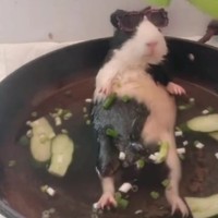 Home spa voor je cavia