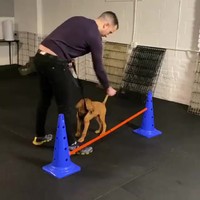 Hondje trainen voor parcours #2