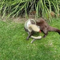 Otter vs knuffelslang