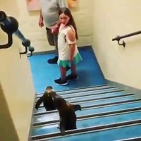 Pinguïns de trap af