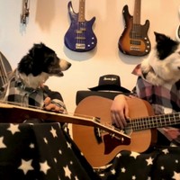 Border Collies maken muziek