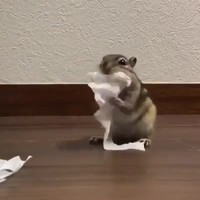 Hamster -edit: Eekhoorn- doet het even voor