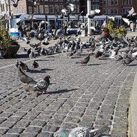 Frisse-neus-haler pesten op de Dam