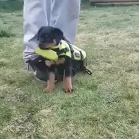 Zwemvest voor hond gekocht