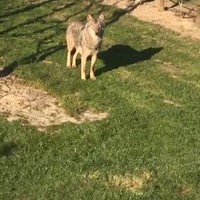 Wolf in onze achtertuin