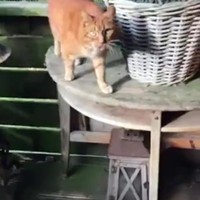 Miauw