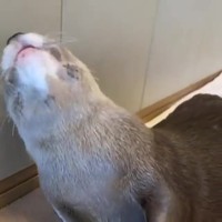 Smakkende otter