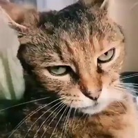 Zingende poes