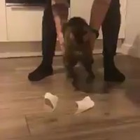 Plakpoes