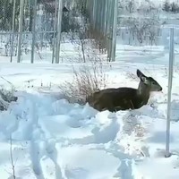 Lynx valt hert aan