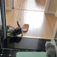Kitten heeft schijt aan de maximum snelheid