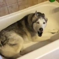 Hond luistert goed naar het advies