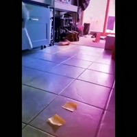 Trucje met je kat