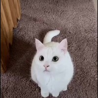 El cato #2