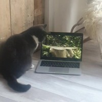 Poes werkt ook thuis