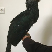 Techniek redt neushoornvogel
