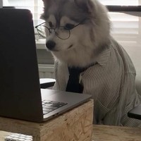 Hond werkt ook thuis