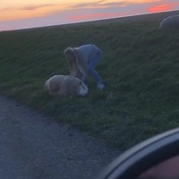 Schaap redden