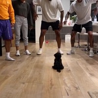 El perro
