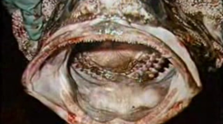 dumpert.nl - Deep Sea Monsters