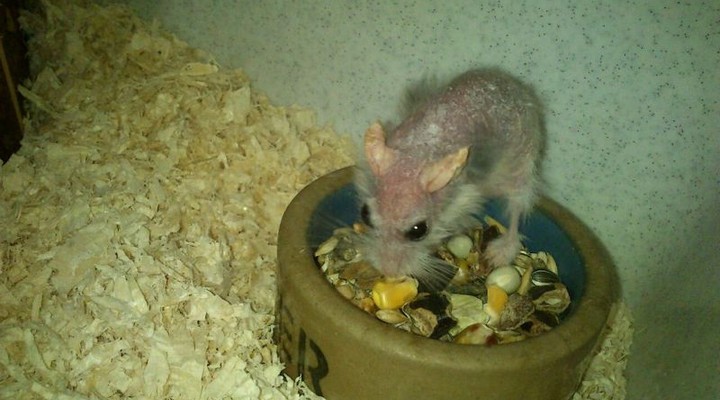 dumpert.nl - De oudste hamster ter wereld