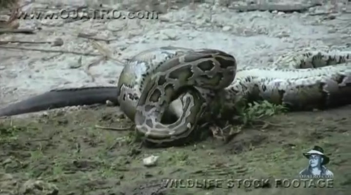 dumpert.nl - Python eet alligator