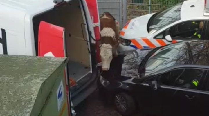 B And B Auto >> dumpert.nl - De koe is gevangen B And B Auto >> dumpert.nl - De koe is gevangen