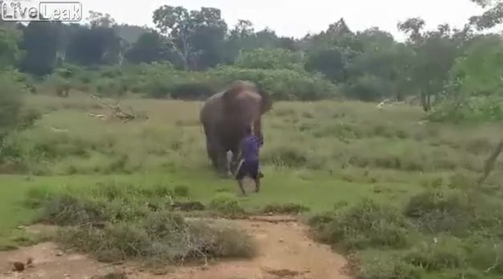 grote lul stier