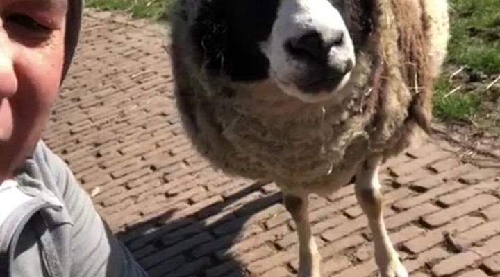 Kleine kuikens neuken grote lullen