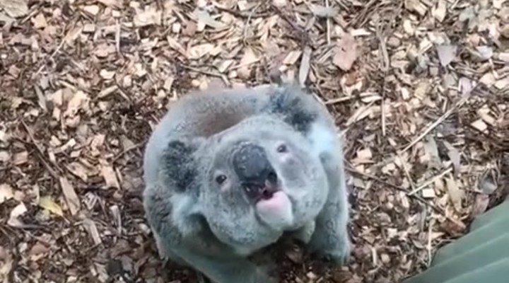 dumpert.nl - Hoe doet een koala