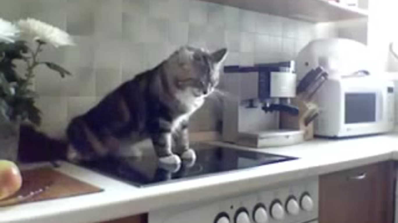 Коты любят хозяек. Говорящие коты. разговор кота с хозяйкой. котяра с хозяйкой приколы.