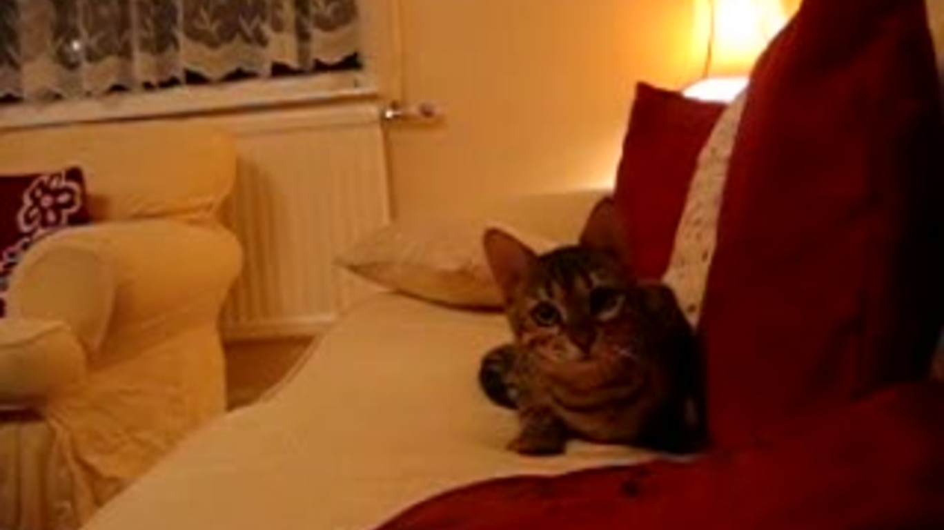 dumpert.nl Kat valt aan!