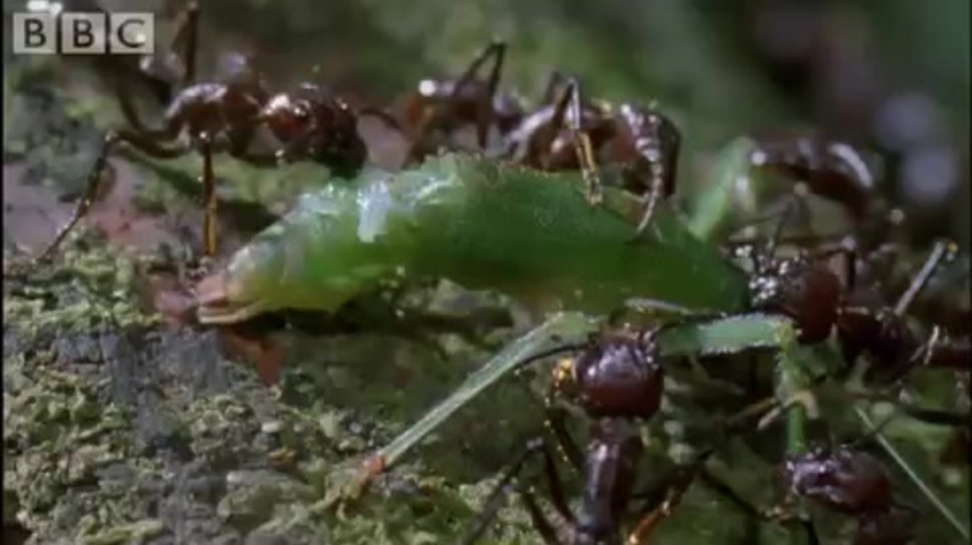 Кордицепс муравей зомби