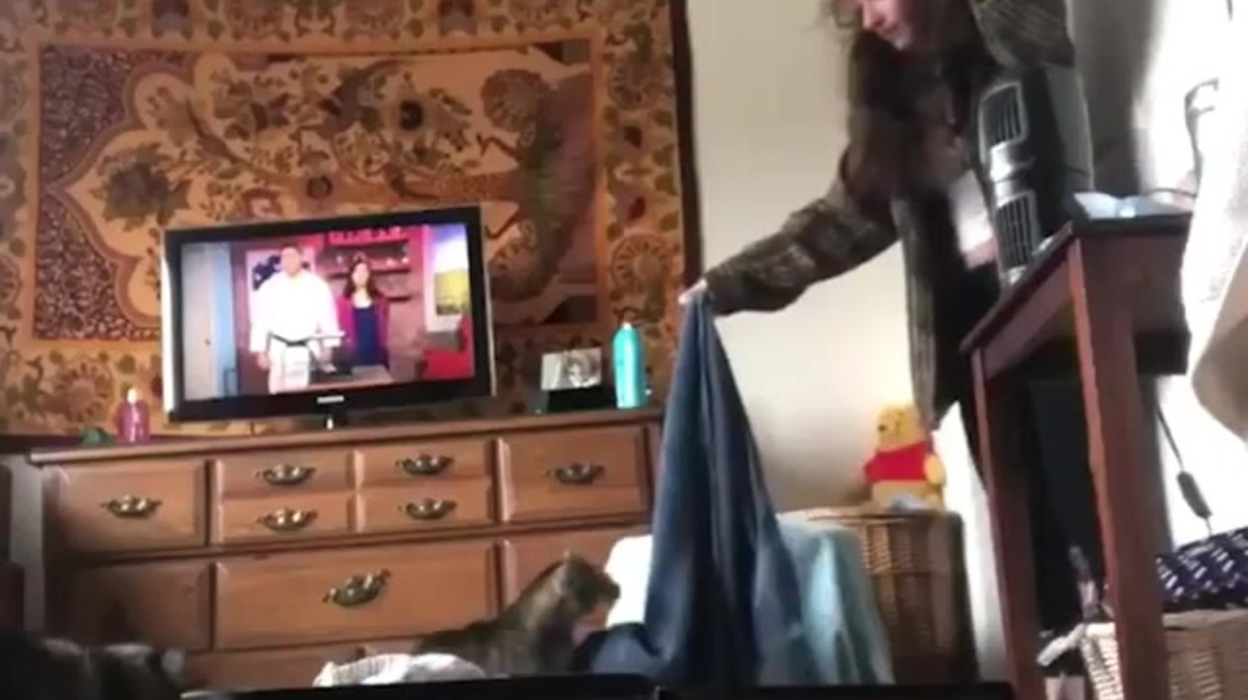 dumpert.nl - Katten zijn kut