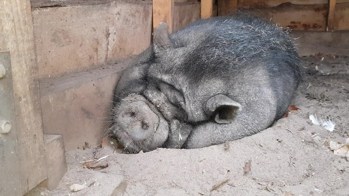 Спящий свин