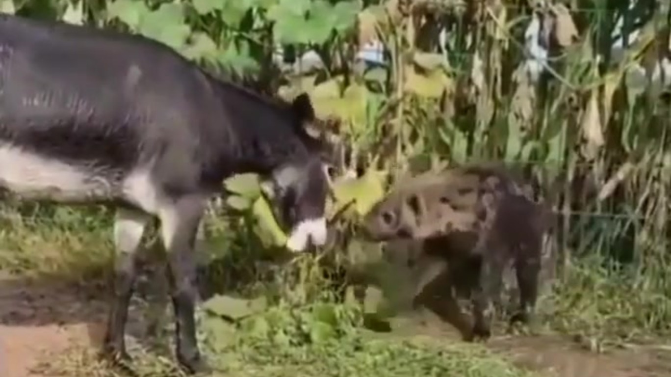 видео осла ебут в жопу фото 61