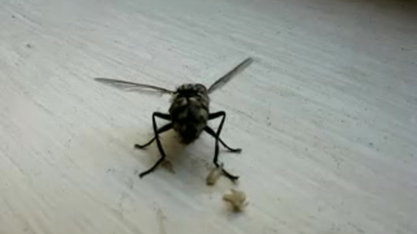 DUMPERT Huisvlieg bevalt van maden