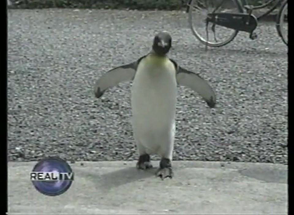 duidelijkheid Geniet iets dumpert.nl - Pinguïn als huisdier