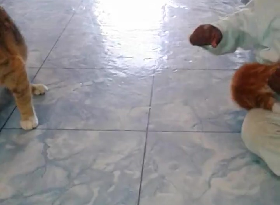 Dumpert Nl Wtf Moeder Leert Baby Kitten Mishandelen