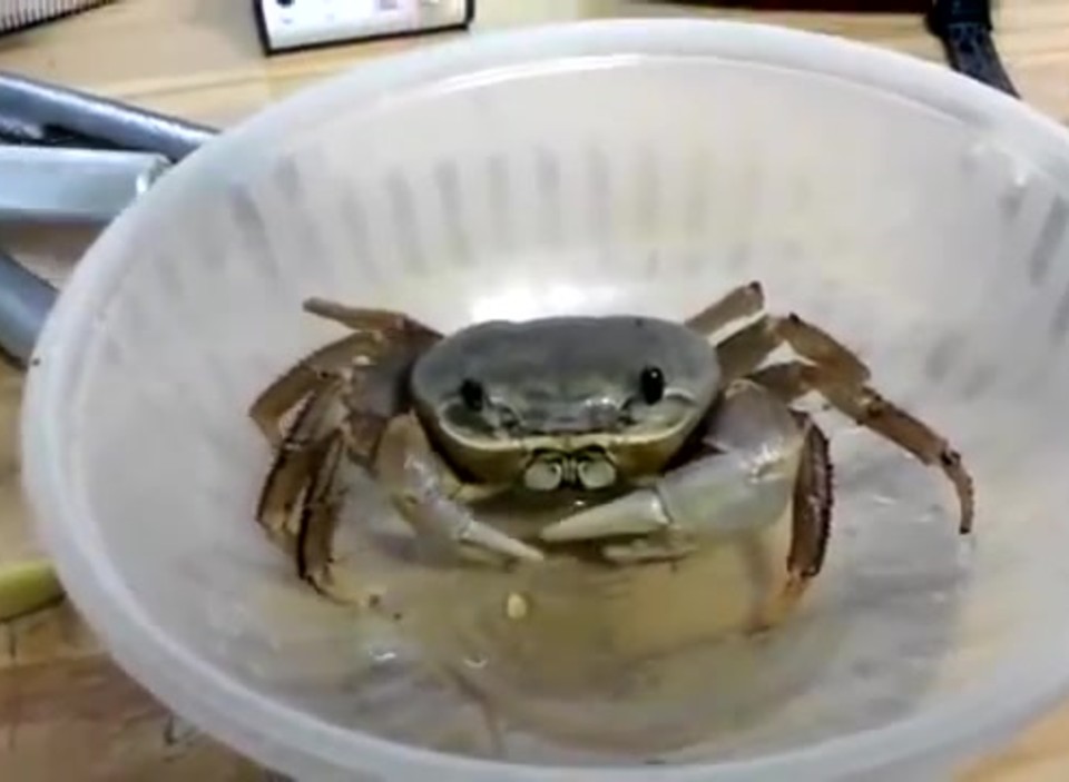 Dumpert Nl Ik Heb Een Krab Huisdier